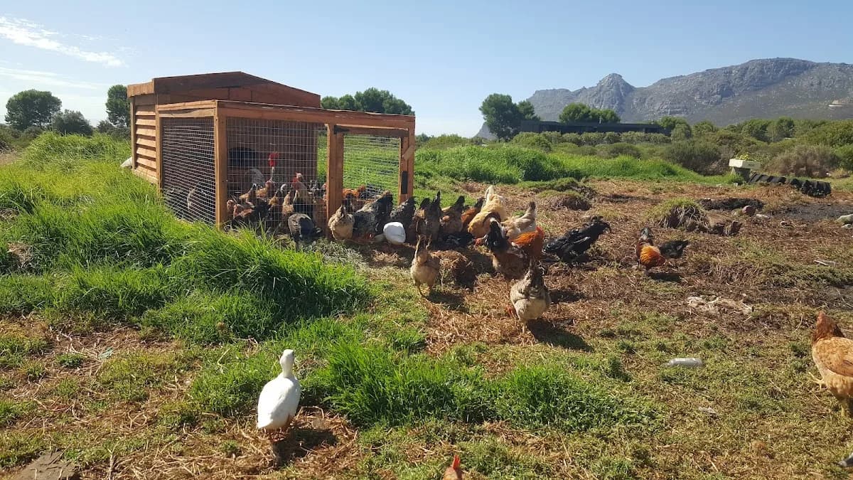 Free Range Chickens Tokai in Tokai