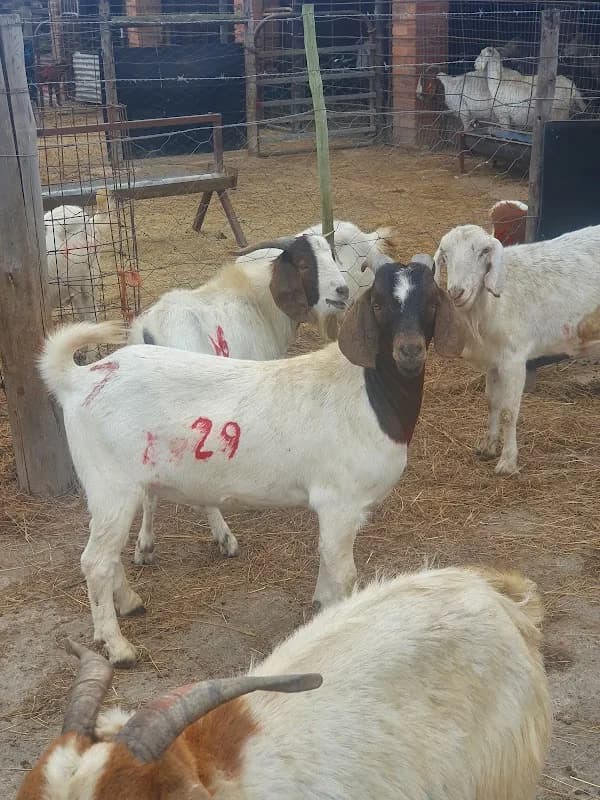 Highway Goat Farm in Pietermaritzburg CBD