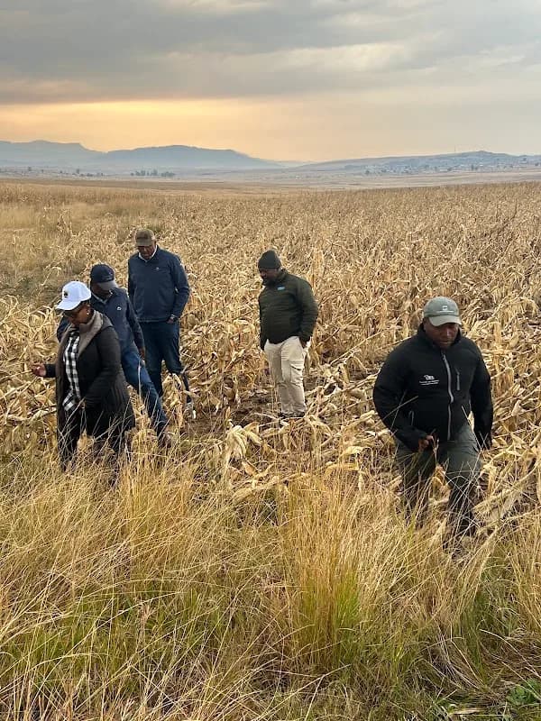 BUYAMBO AGRI HOLDINGS in Ncambedlana