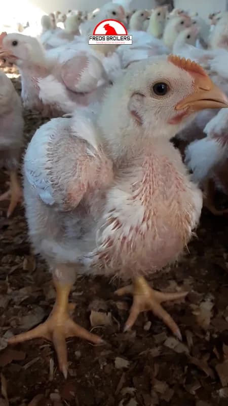 FREDS BROILERS (Pty) ltd. (Extension 19) in Mokopane Extension