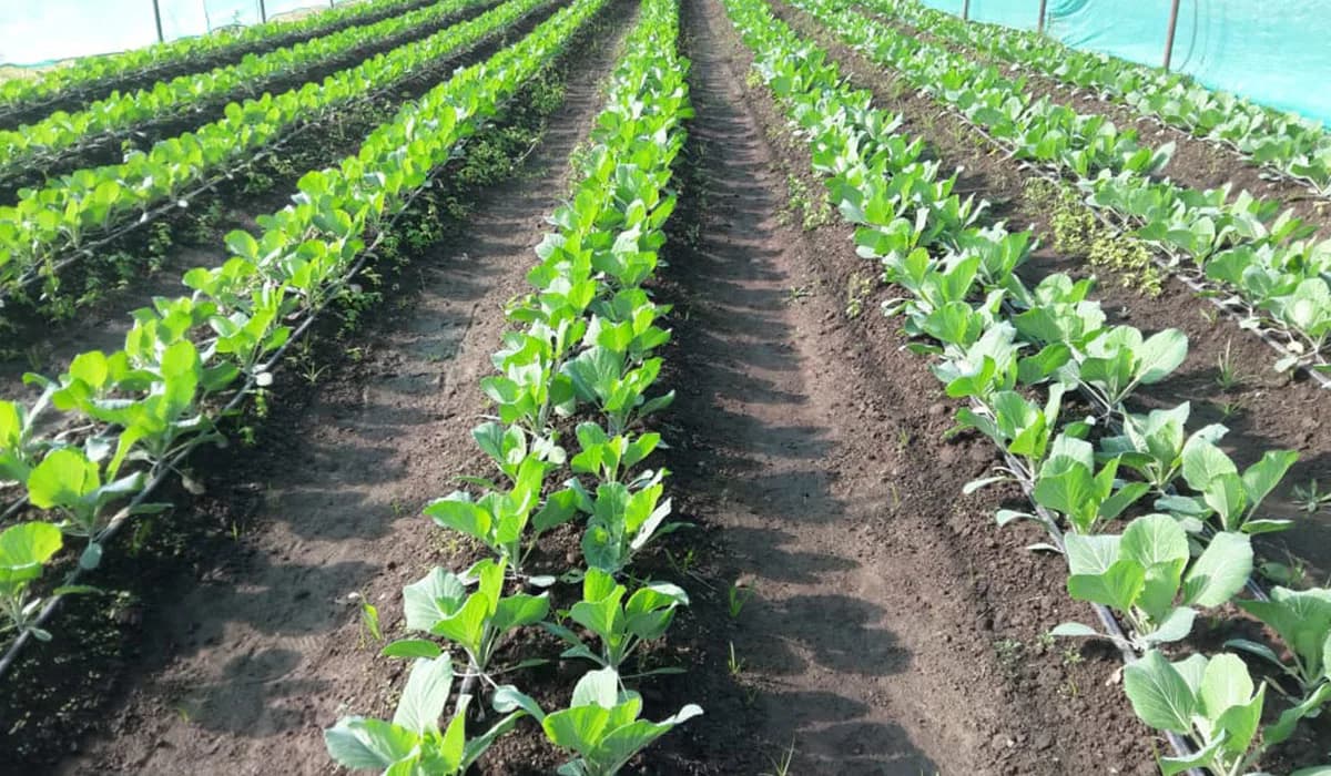 Bil Wudhu Seedlings and Agricuture in Boksburg CBD