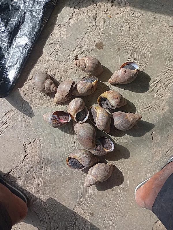 Innovative Snail Farms in Chika