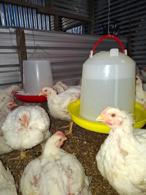Fukama Poultry in Cambridge East