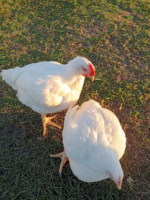 Golden Feathers Poultry Farm (Pty) Ltd in Richards Bay CBD