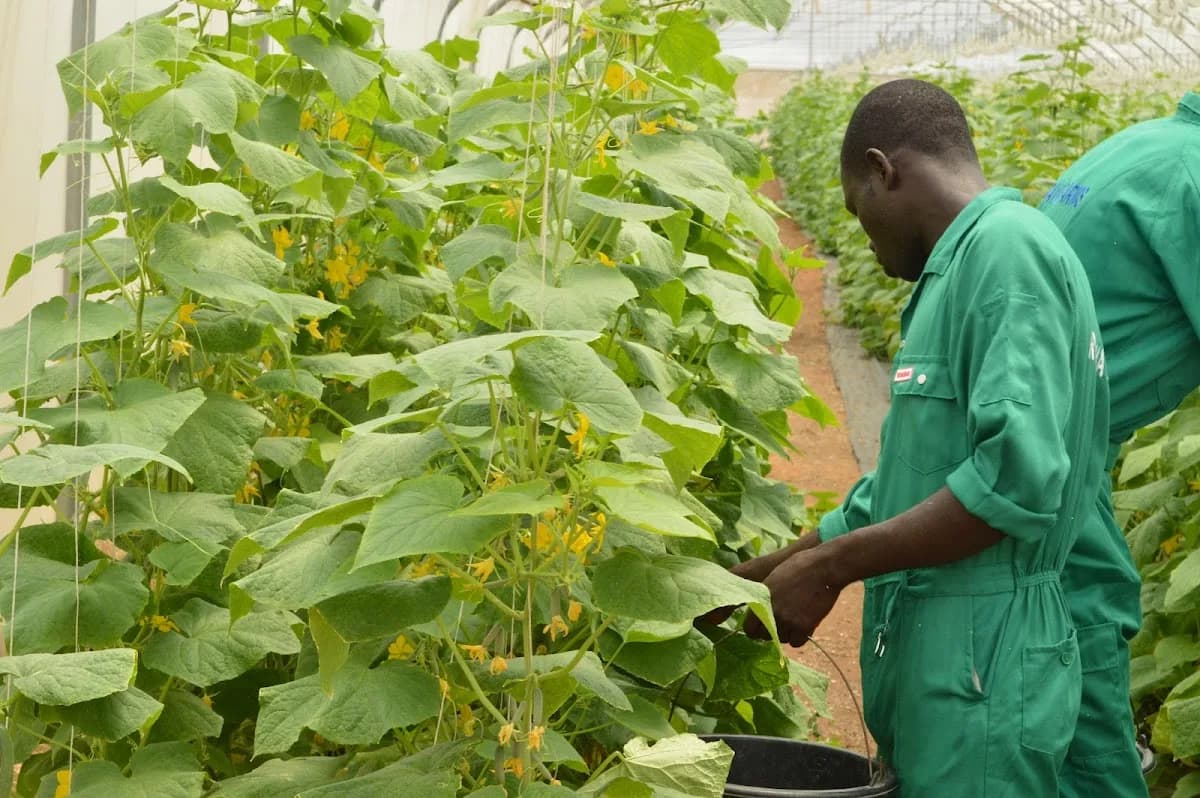 Rayuwa Farms Ltd in Central Business District