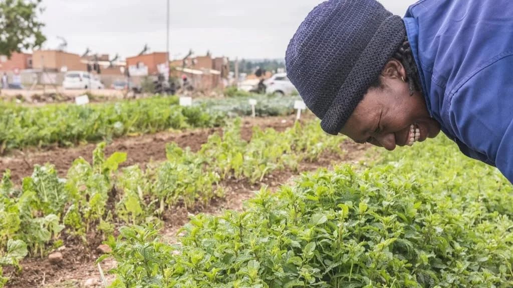 Lenin Drive Urban Farm in Edenvale