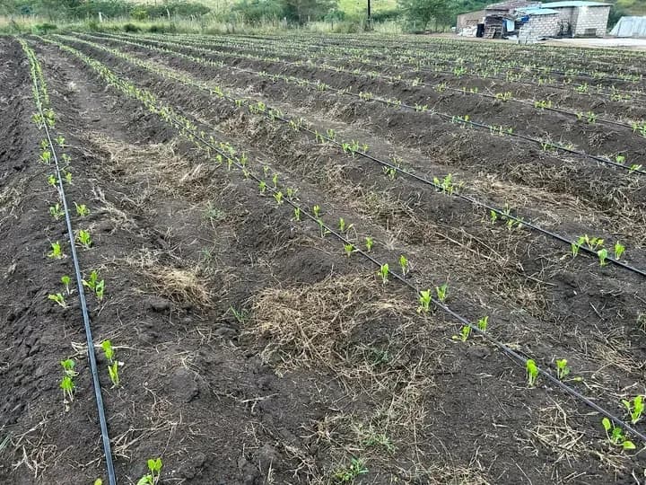 FarmBoy Fresh Produce in Seshego