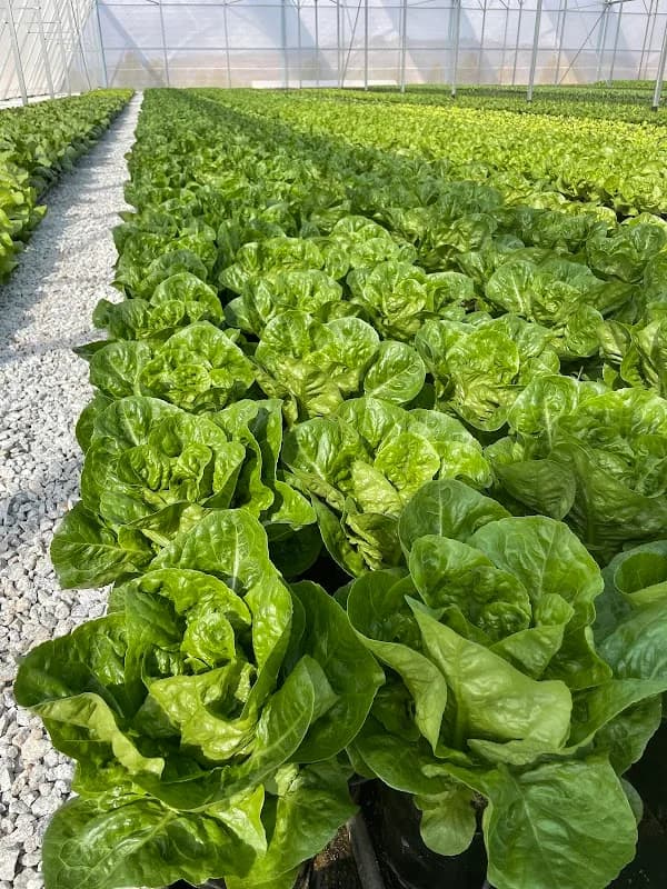 Crafty Farms (PTY) Ltd in Hazyview
