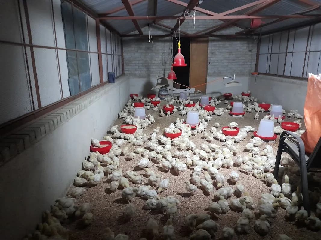 MELLO ORGANIC CHICKENS in Polokwane CBD