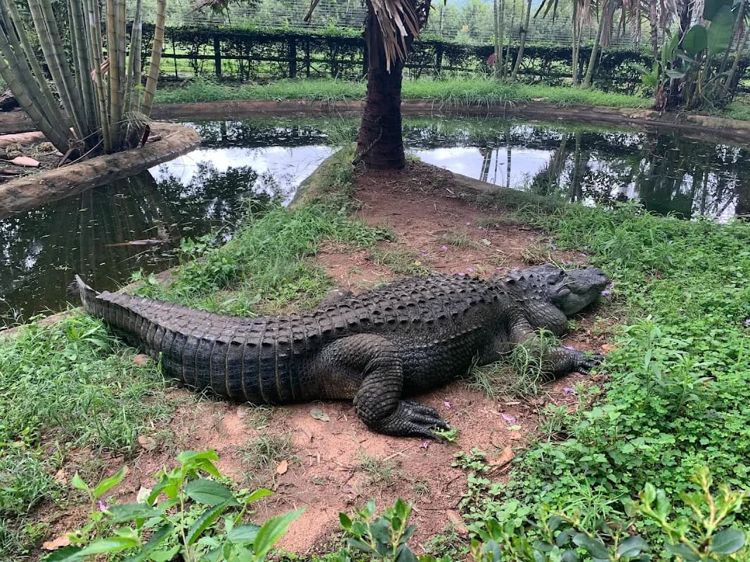 Perry's Bridge Reptile Park in Hazyview