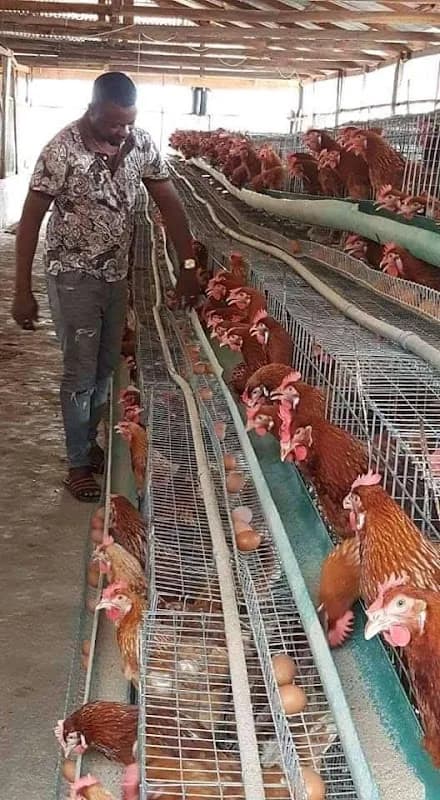 Exclusive Live stock pty ltd in O'kiep