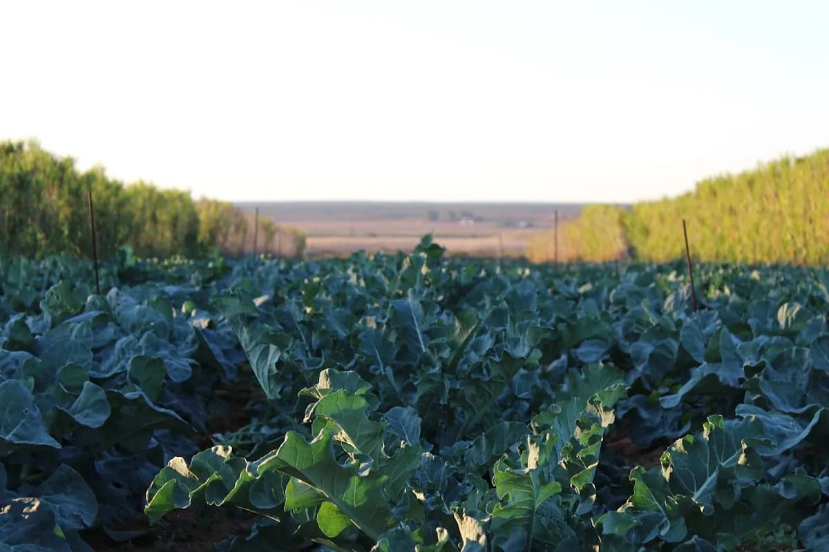 Crop Systems (Pty) Ltd in Wellington