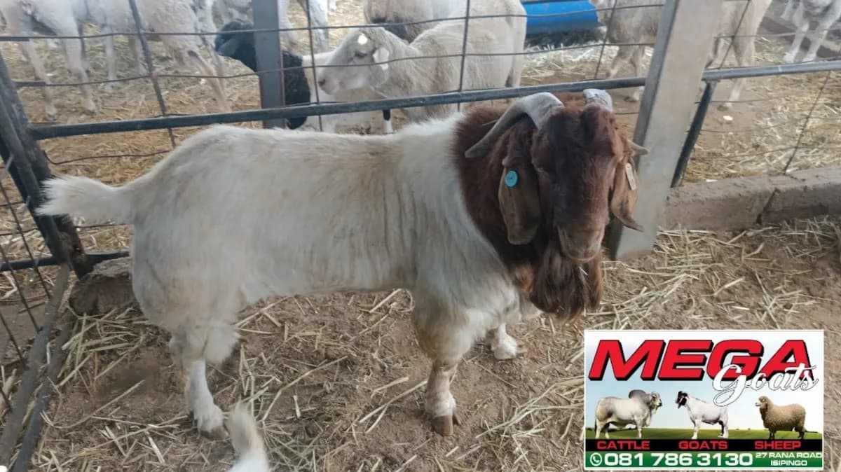 Mega Goats in Umlazi