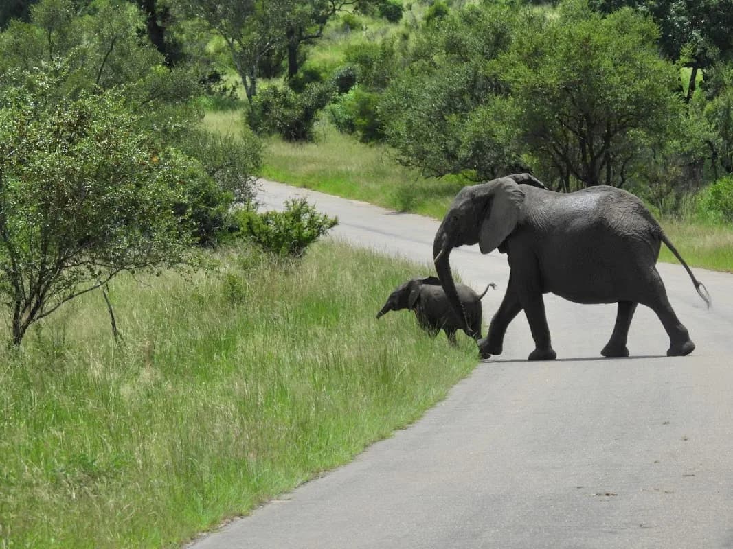Bubezi Safaris, Tours & Transfers in Hazyview