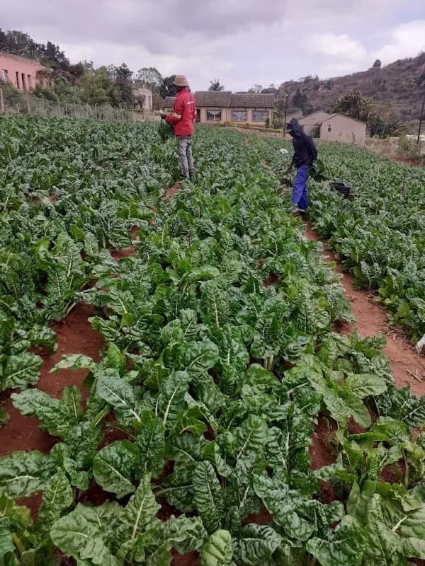 RIVER AGRI FARM in Nelspruit CBD