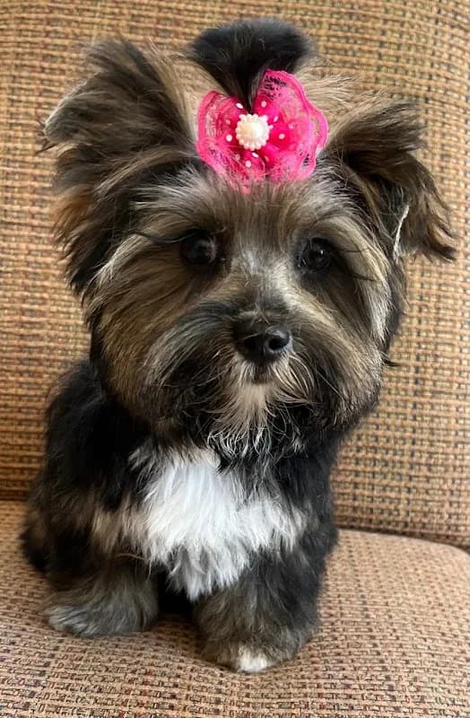 Beauty & the Tramp Doggy Boutique in Centurion