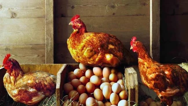 Chicken farm R300 a box of 12 trays in Chatsworth