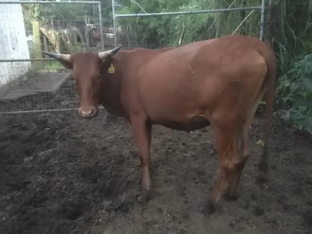 Van Der Khoza Livestock Farm in Pinetown