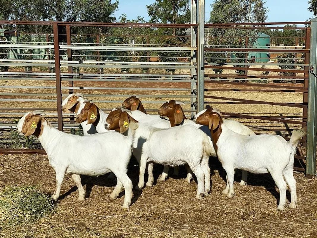 BJP Livestock farming in Flamwood