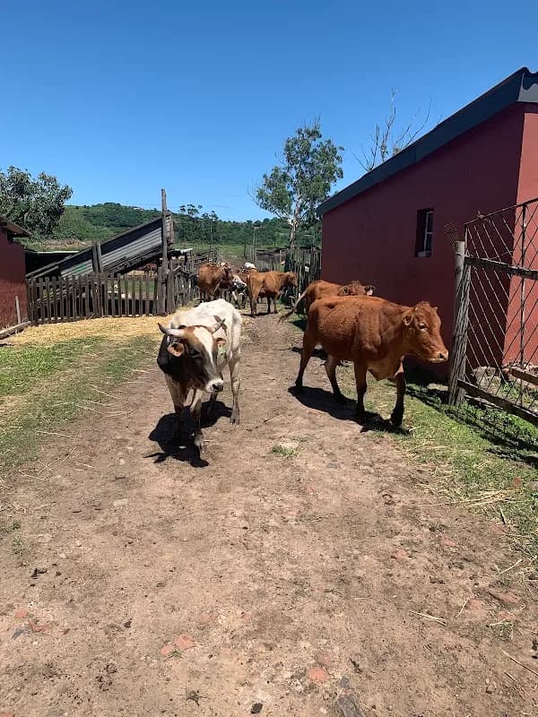 Illovo Livestock in Illovo