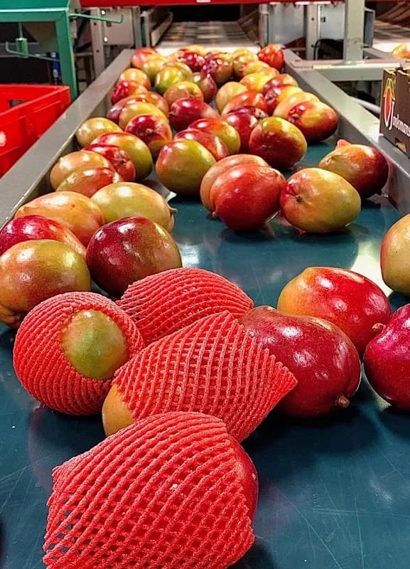 Apex Agro Trading Company in Germiston CBD