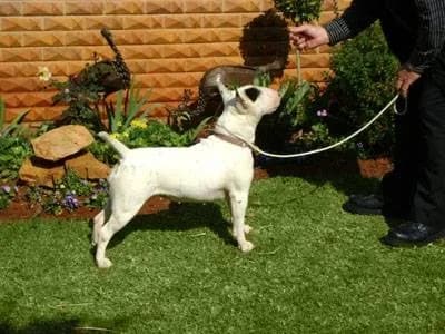 Sundralee Bullterriers in Weltevreden Park