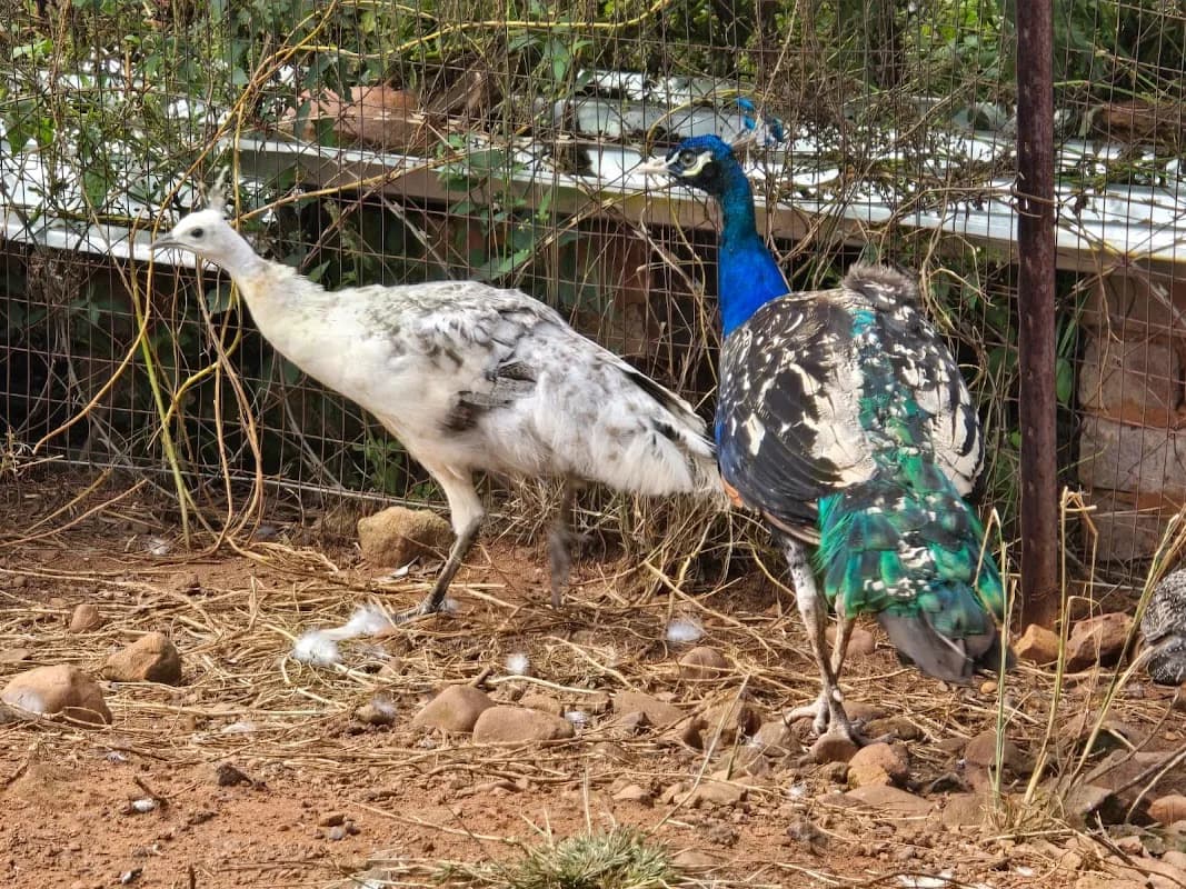 Vaal poultry trades in Sasolburg CBD
