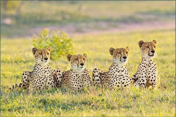 African Hunting Safari & Photography in Lephalale CBD
