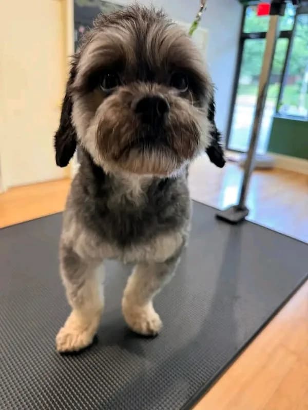 PET GROOMING in Florida