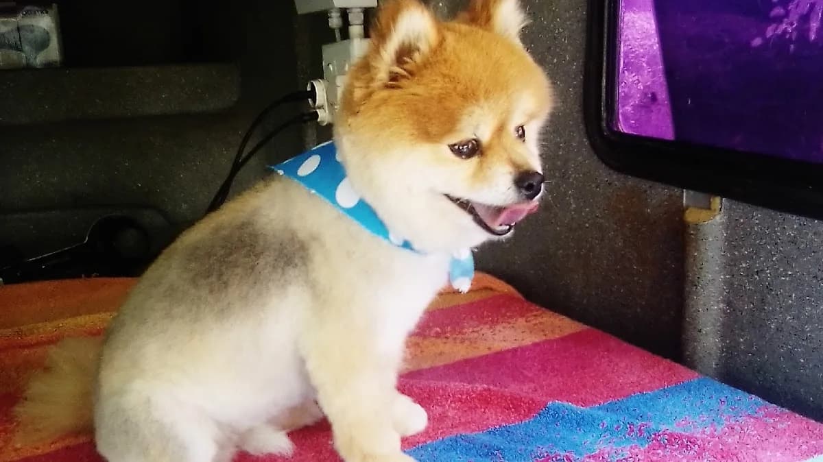Dog Care Mobile Pet Grooming in Weltevreden Park
