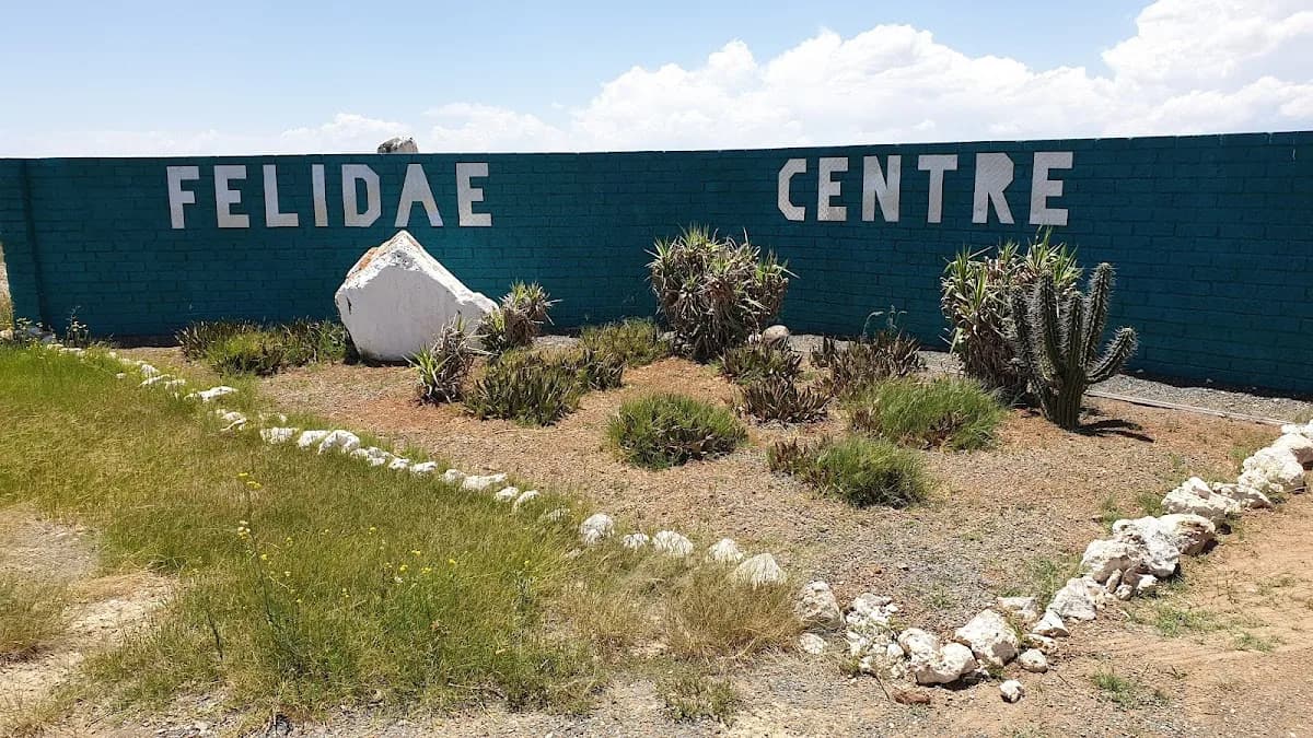 Felidae Centre: A Safe Place For Cats in Galeshewe