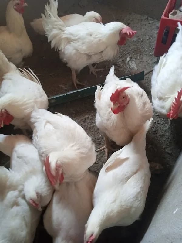 MAJ Farm Enterprises in Bwari