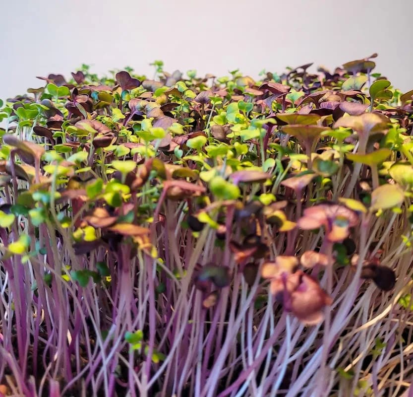 Roots and Shoots in La Lucia
