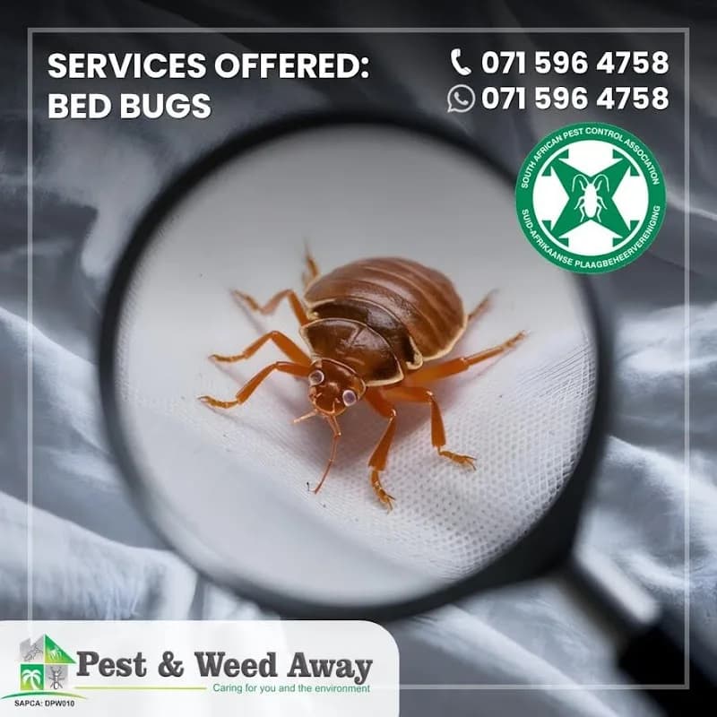 Pest Control and Fumigation in Monument Heights