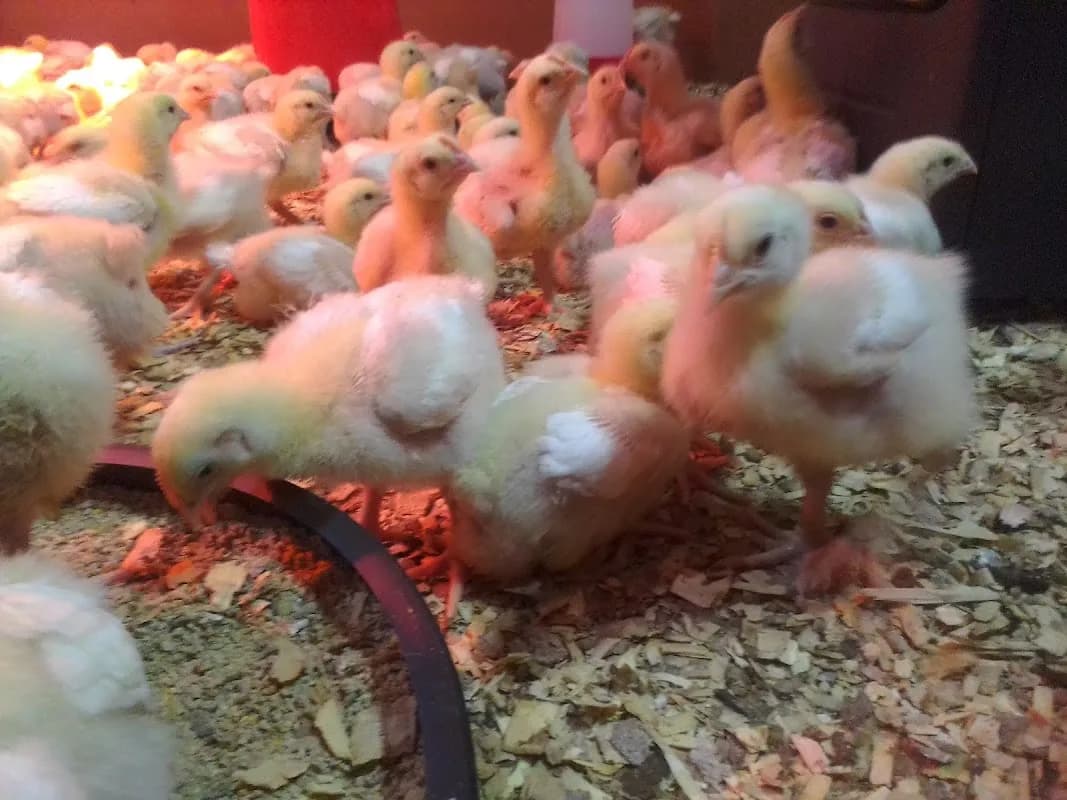 OB POULTRY FARMING in Sasolburg CBD