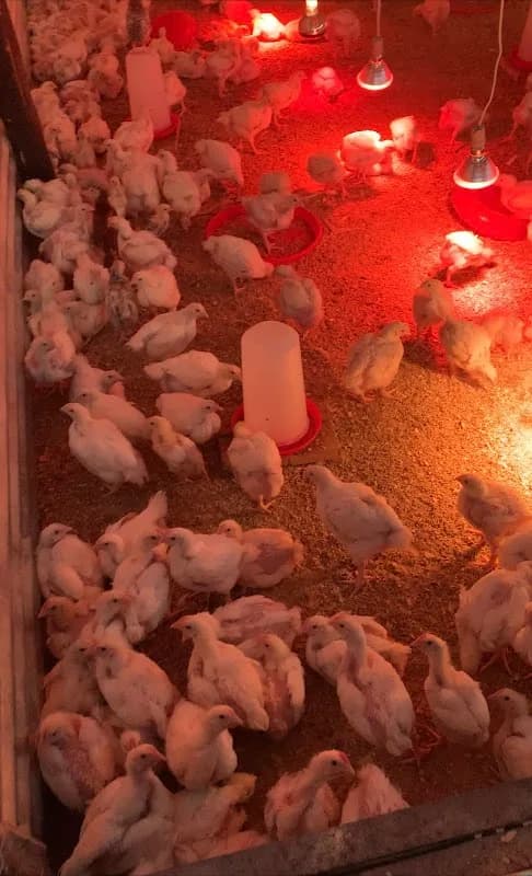 Two Oceans Poultry in Phoenix