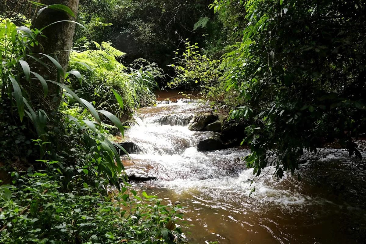 Nature Therapy KZN in Hillcrest