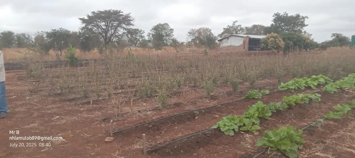 Urban Farming South Africa in Lephalale CBD