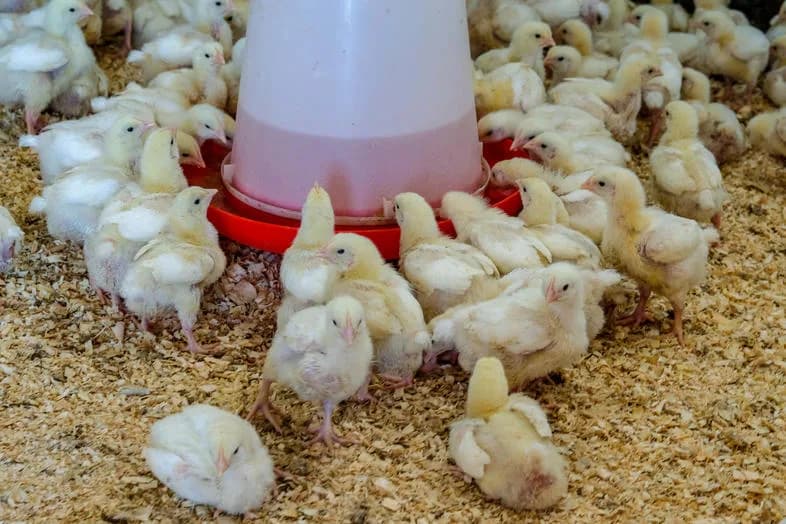 Abrahams poultry and livestock in Klerksdorp CBD