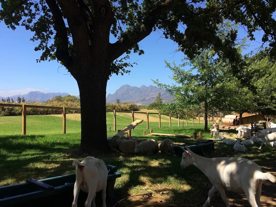 Fairview Wine and Cheese in Paarl CBD
