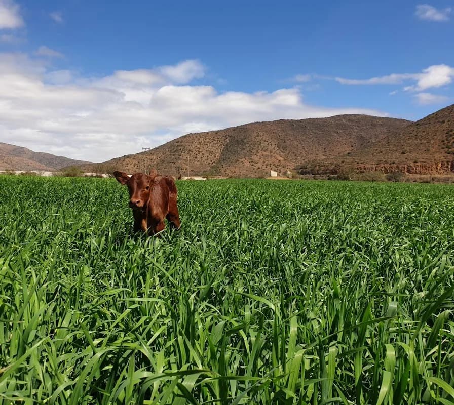 AGT Cover Crops & Forages in Pietermaritzburg CBD
