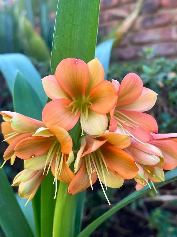CenturionClivias - visit by appointment only. in Wierda Park