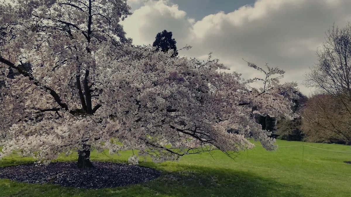 Speirs Aumann in Gardens