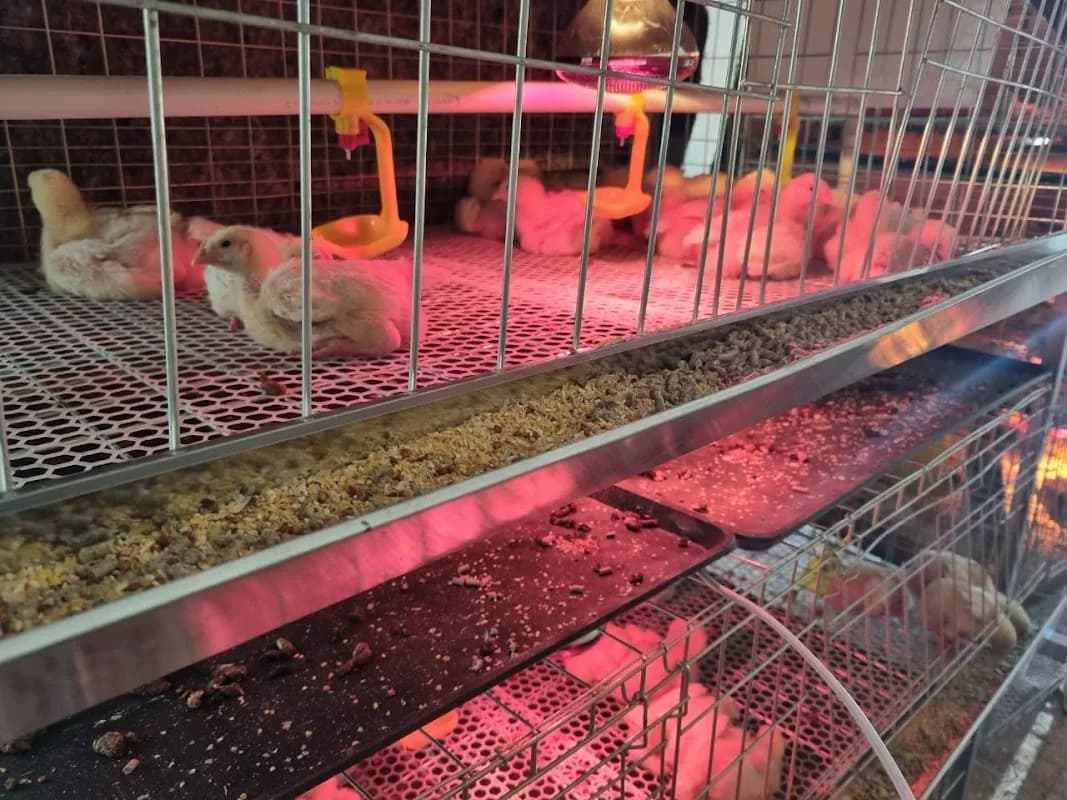 Bonnie's Chicken in Thabong