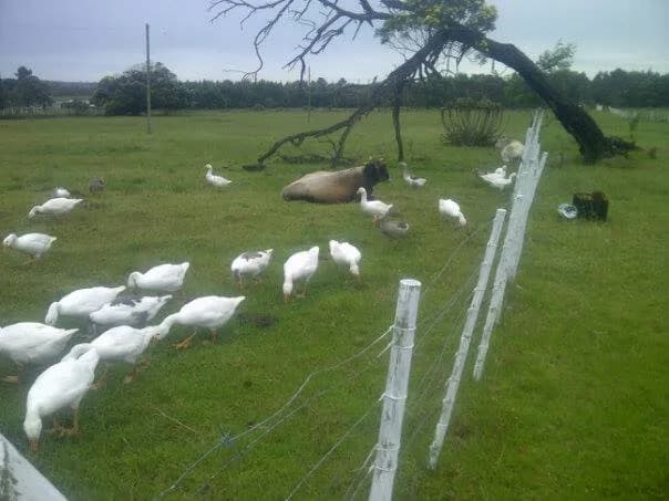 Oak Lane Farm in Humewood