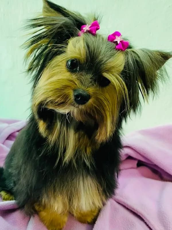 Gucci Groomers (Appointments Only) in Worcester CBD