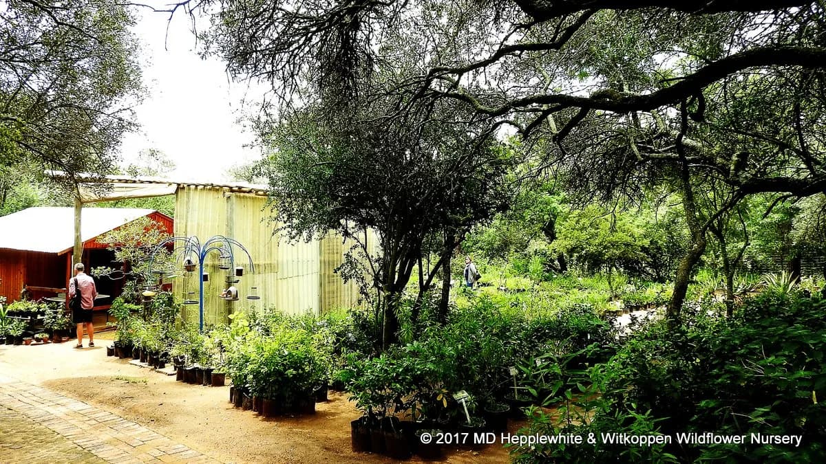 The Olievenhout Farm Nursery ( old witkoppen wild flower ) in Fourways