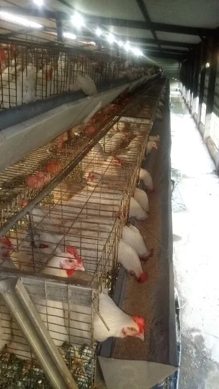 CastleView Poultry Farm in Phuthaditjhaba CBD
