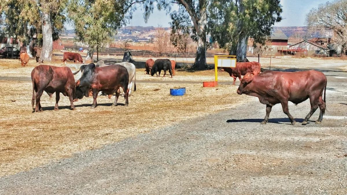 Moollas Sunrise Farm in Alberton