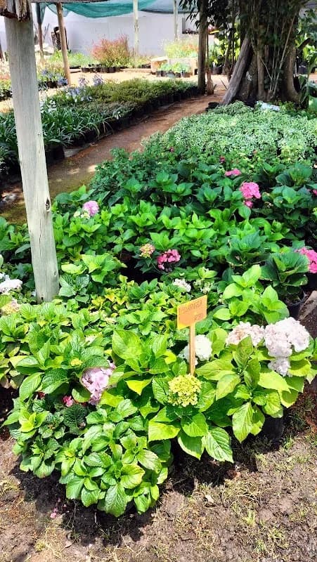Randburg Gardens Nursery in Linden